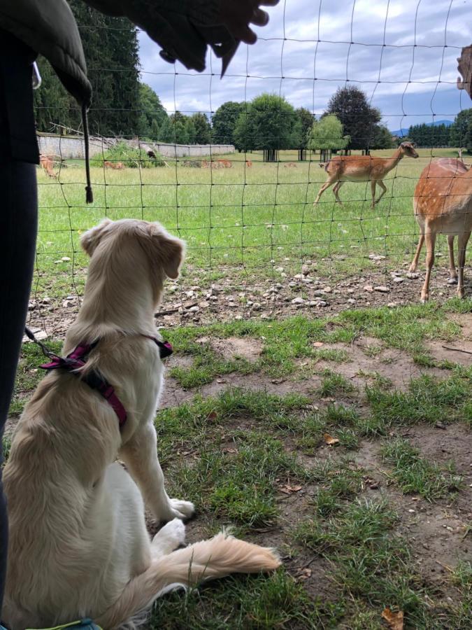 Millies Hosting - Familienurlaub Mit Hund In Kaernten Sankt Paul im Lavanttal 외부 사진